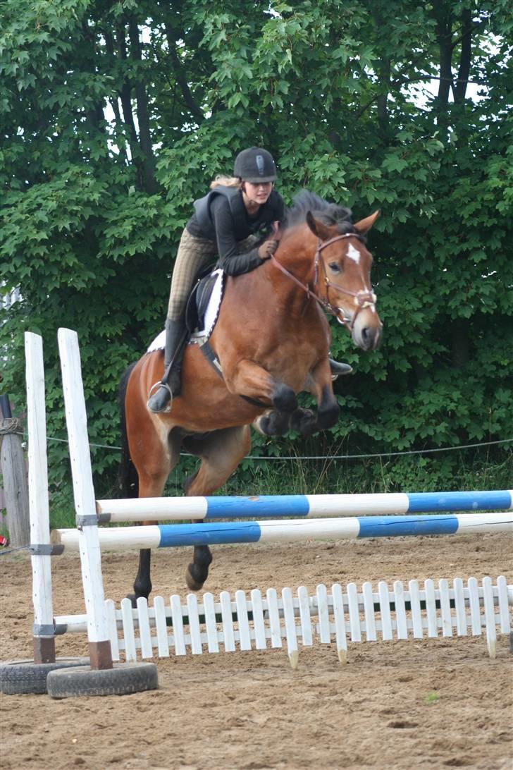 Anden særlig race Valentin af Rosenholm  - springning foto: Sabine billede 3