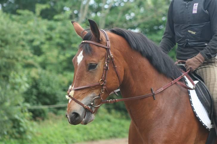 Anden særlig race Valentin af Rosenholm  - Valentin <3 foto: Marianne billede 4