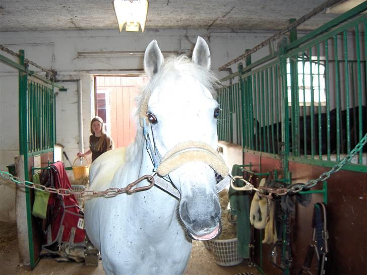 Anden særlig race *Gl. Part* Chivas - Så bliver der smilt billede 12