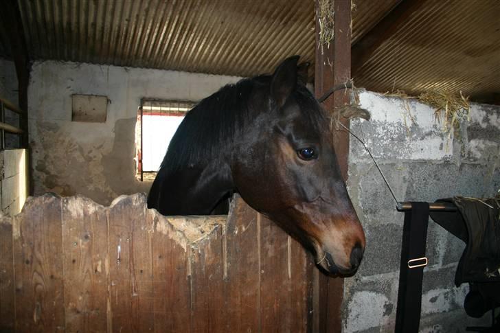 Welsh Cob (sec D) Tai Ticcazini billede 7