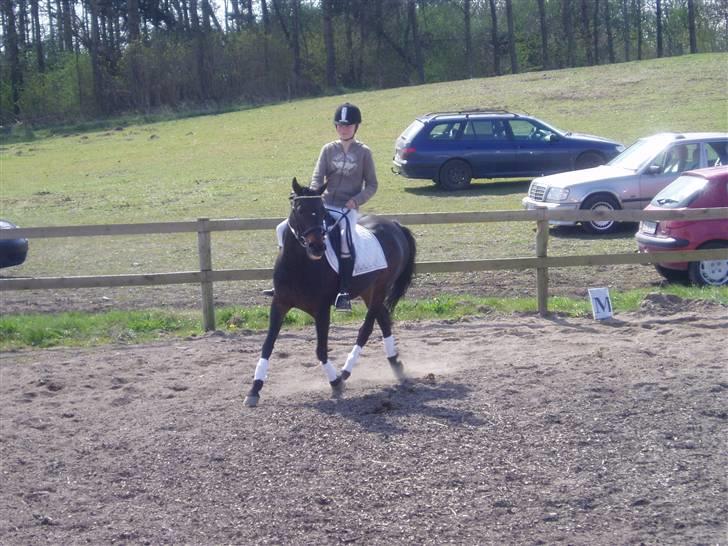 Welsh Cob (sec D) Tai Ticcazini billede 6