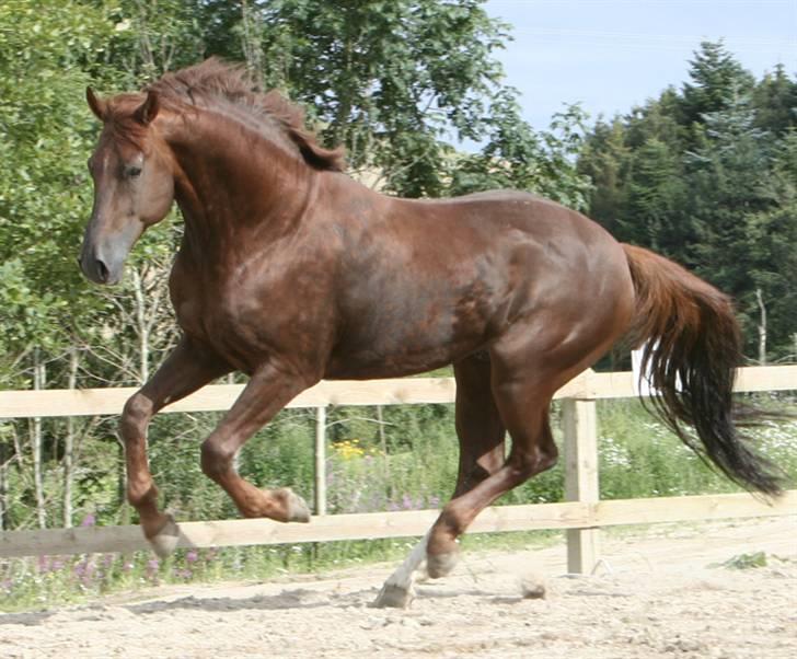 Hollandsk Varmblod Twister AFLIVET - Smukke Twister - 28.juli 2007 Fotograf: Kate Knudsen, Kres Arabians billede 1