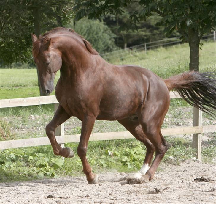 Hollandsk Varmblod Twister AFLIVET - 28.juli 2007, Fotograf: Kate Knudsen, Kres Arabians billede 4