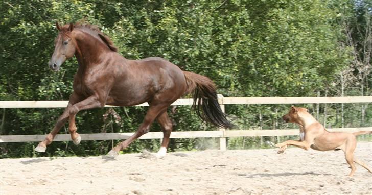 Hollandsk Varmblod Twister AFLIVET - 28.juli 2007, Fotograf: Kate Knudsen, Kres Arabians billede 5