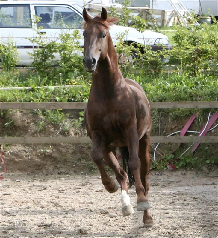 Hollandsk Varmblod Twister AFLIVET - 28.juli 2007, Fotograf: Kate Knudsen, Kres Arabians billede 7