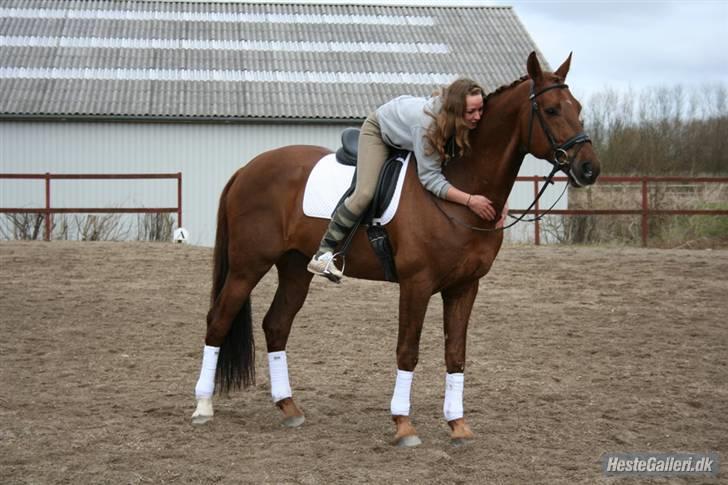 Hollandsk Varmblod Twister AFLIVET - Twister og jeg, marts 2008 billede 10