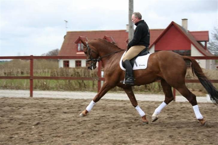 Hollandsk Varmblod Twister AFLIVET - Twister og Niels-Erik Bøchmann som har ham i ridning. Marts 2008 billede 15