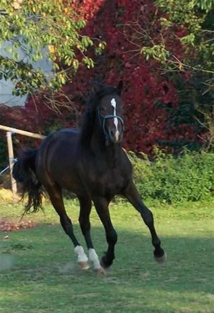 Tjekkisk Varmblod  Alcazar R.I.P <3 - I tjekkiet billede 3