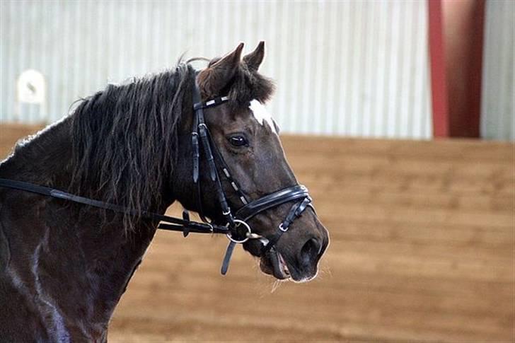 Welsh Cob (sec D) Lesto Marquis - billedet er taget af Mie Thorup Poulsen billede 2