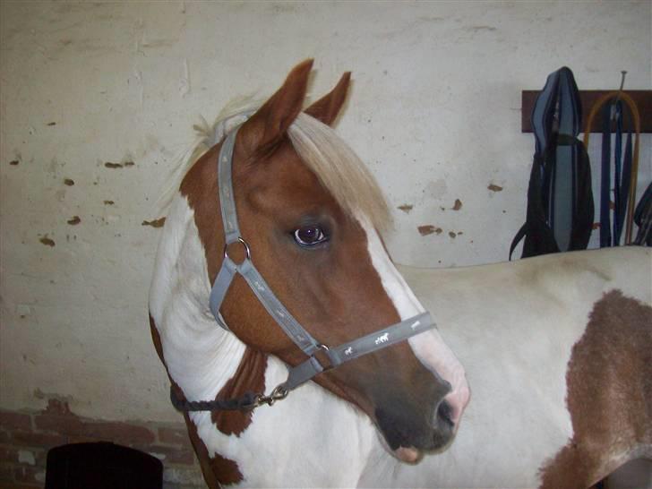 DSP Pedersmindes Ofelia<3 - Smuk Pony :) Foto: JGM. (mig) 2008 billede 16