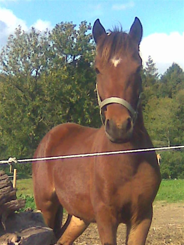 Anden særlig race Majsens Ozzy Osborne. billede 1