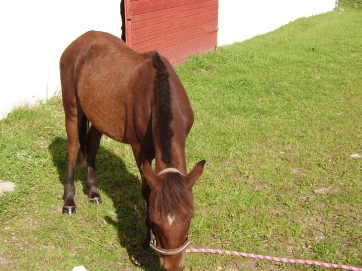 Anden særlig race Majsens Ozzy Osborne. billede 2