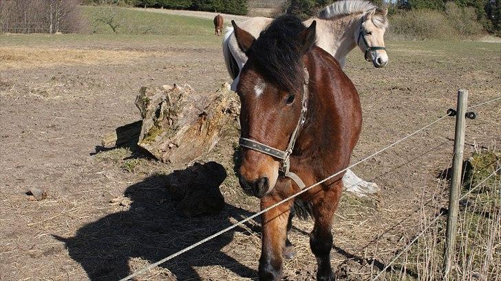 Anden særlig race Majsens Ozzy Osborne. billede 3