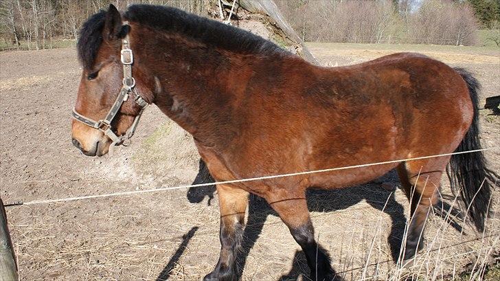 Anden særlig race Majsens Ozzy Osborne. billede 4