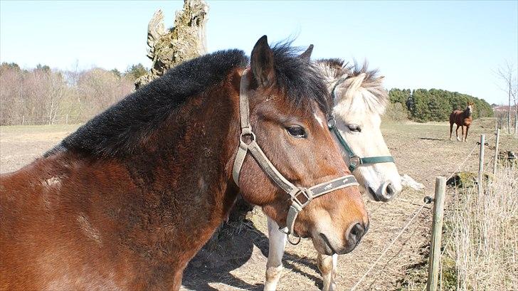 Anden særlig race Majsens Ozzy Osborne. billede 5