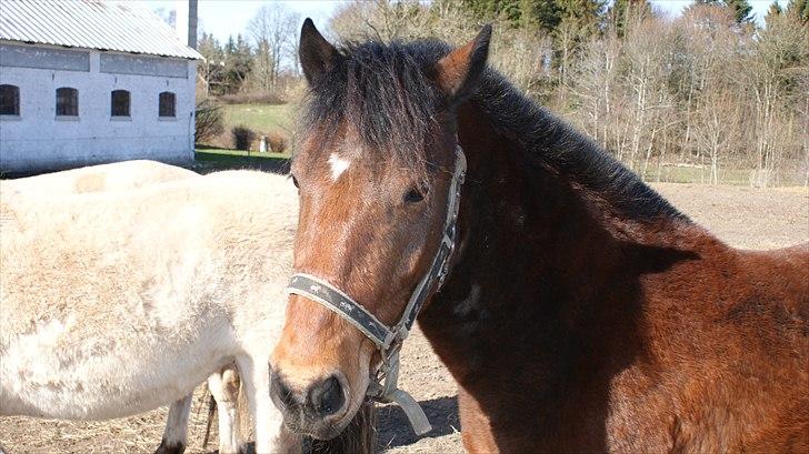 Anden særlig race Majsens Ozzy Osborne. billede 6