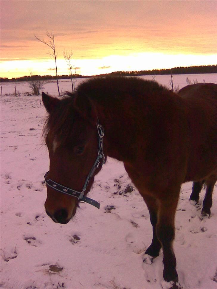 Anden særlig race Majsens Ozzy Osborne. billede 7