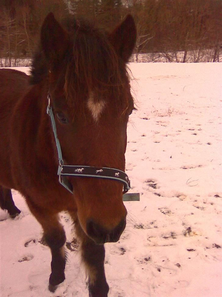 Anden særlig race Majsens Ozzy Osborne. billede 8