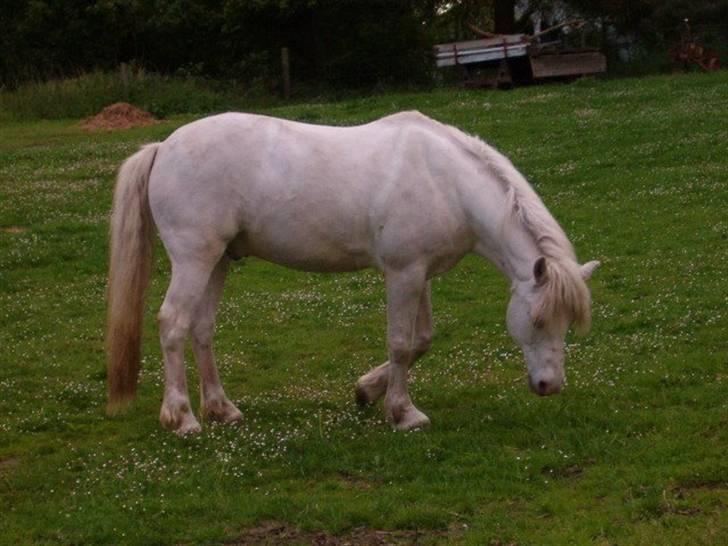 Connemara Hesteklewa Walentin - På folden 2006 billede 2