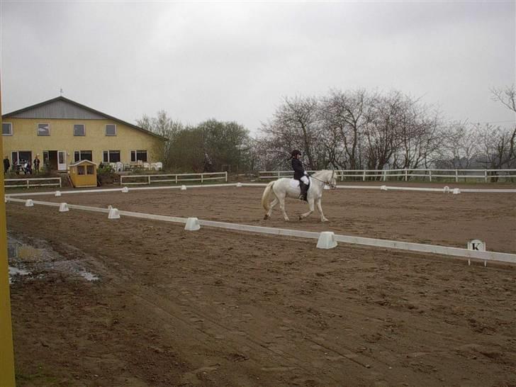 Connemara Hesteklewa Walentin - Dressurstævne på FHSR billede 7