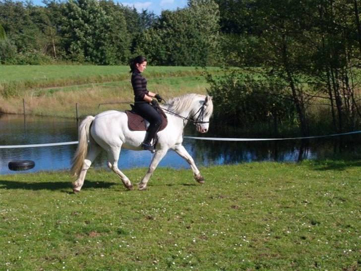 Connemara Hesteklewa Walentin - d. 1 august 2007 billede 10