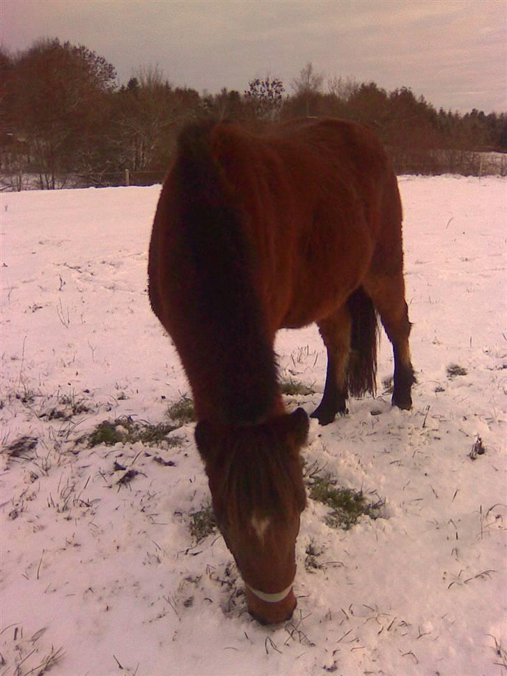 Anden særlig race Majsens Ozzy Osborne. billede 9