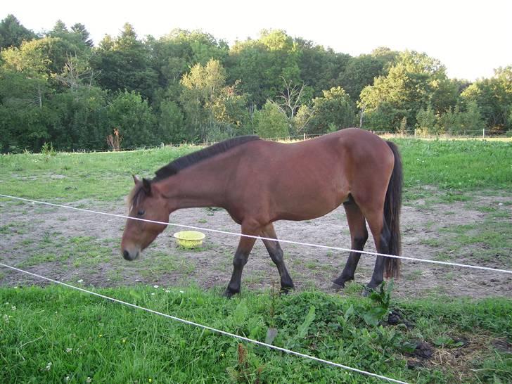 Anden særlig race Majsens Ozzy Osborne. billede 10