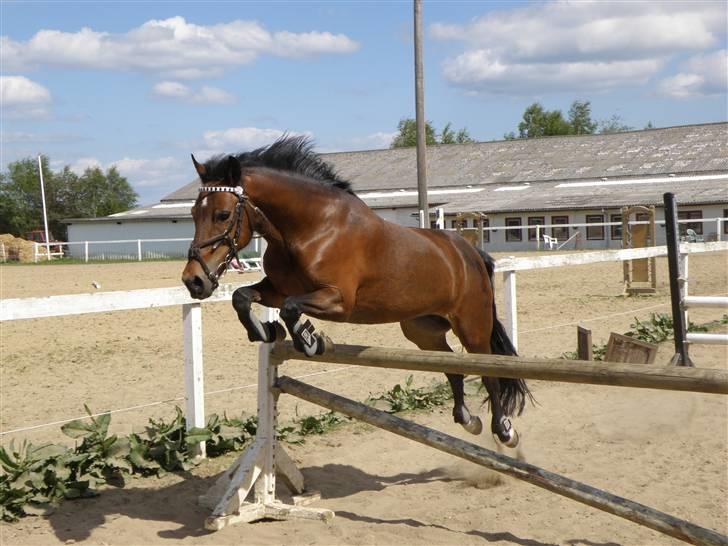 Anden særlig race | Star <3 My Love <3 - Dejligste pony :D Foto: Pia billede 4