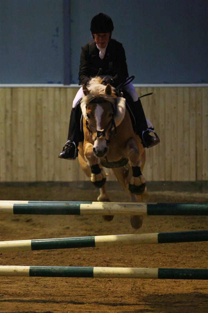 Haflinger CIRKELINE <3<3 - LA i FRK :D hun var sød<3i FRK. #´foto:sandra buus (sipo foto) billede 9