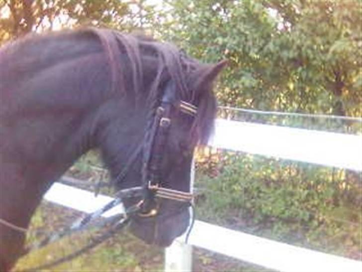 Dartmoor Beauty - Min dejlige lille poony<332005 billede 15