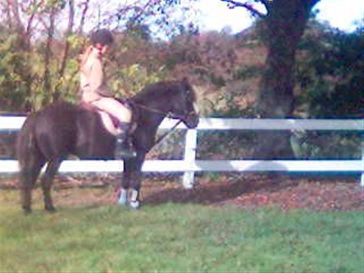 Dartmoor Beauty - Min skaat<3 2005 billede 17