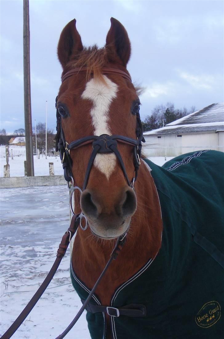 Anden særlig race | Smarties<3 - 1#  Velkommen til Smarte´s Profil <3 ILU Baby <3 Foto: Malene Friis billede 1