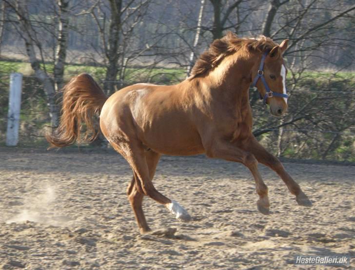 Anden særlig race | Smarties<3 - 5# Muhaha .. Smarte er bare hurtiger end din pony xD<3 xD Foto: pia <3 billede 5