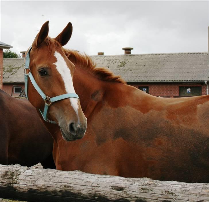 Dansk Varmblod Natjana billede 1