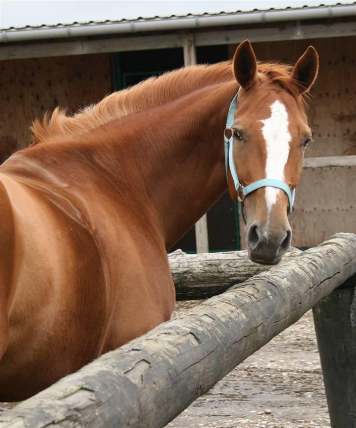 Dansk Varmblod Natjana billede 2