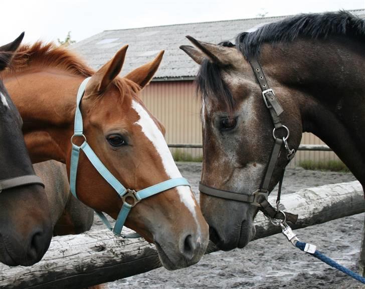 Dansk Varmblod Natjana - Nathjana og Le-cis (; billede 3
