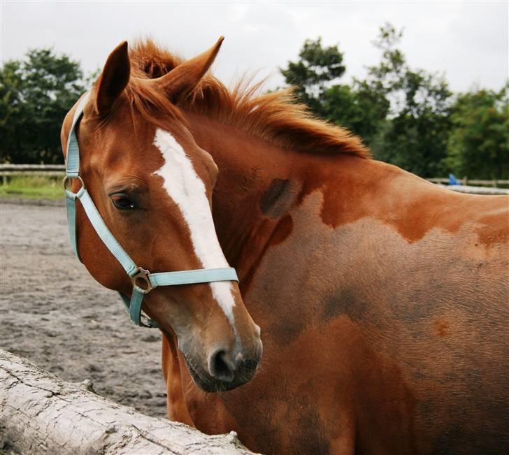 Dansk Varmblod Natjana billede 4