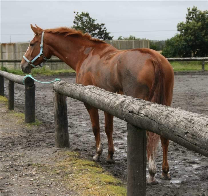 Dansk Varmblod Natjana - 1 styks beskidt Nathjana? d; foto: anna s. sørensen (ass) billede 5