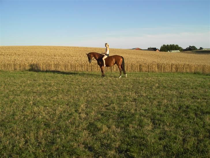 Standardbred Good As Perfect - Okay parade uden sadel. (: (foto: Lene/kamera) billede 17