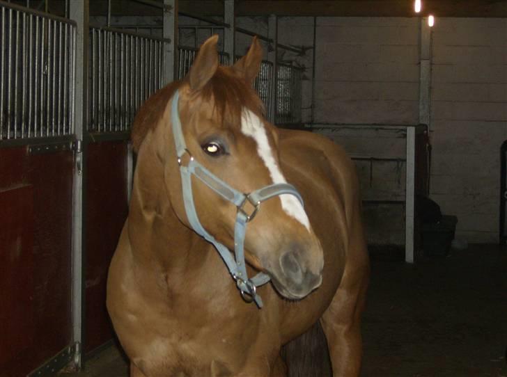 Anden særlig race | Smarties<3 - 9#  L Æ K K E R < 3  Foto: Malene Friis billede 9