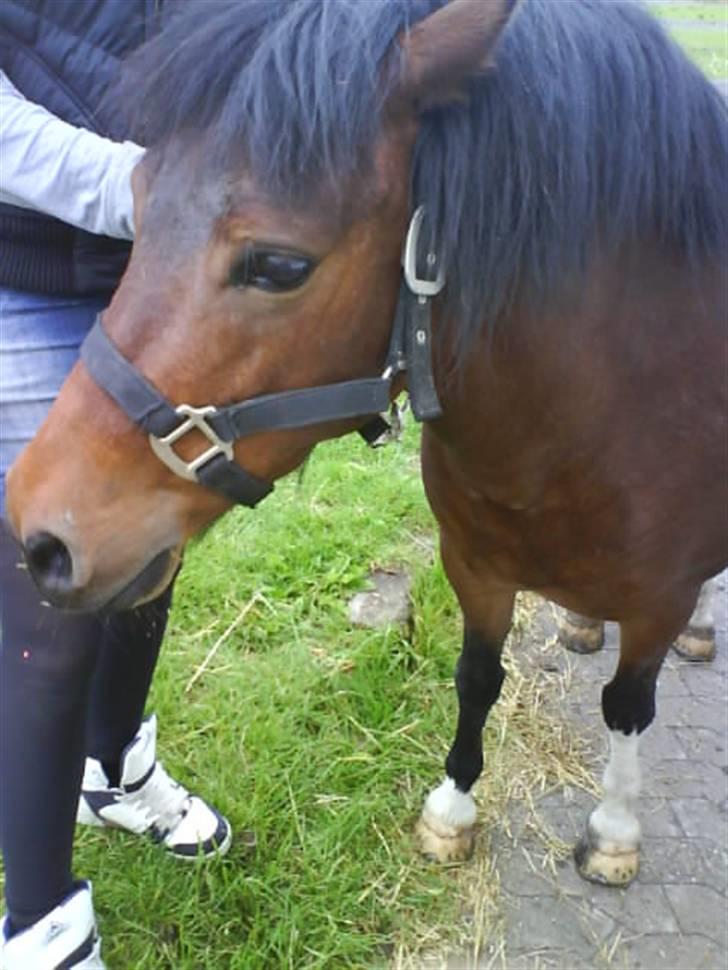 Anden særlig race pippi - det er så søde frække tykke pippi hun er normal en rigtig sød pony men noge gange er hun så fræk:-) billede 1