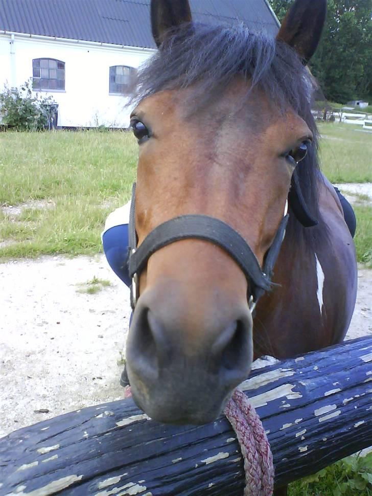 Anden særlig race pippi - hun er lige blevet taget ind så nu nusser jeg med hende billede 2