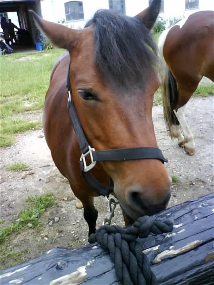 Anden særlig race pippi - det var på vej til et springstævne:-) billede 3