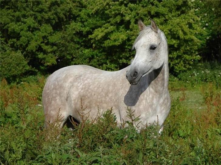 Arabisk fuldblod (OX) Cezanne OX  Solgt - Velkommen til Cezannes profil. :]  NYT *  Fra Cezannes nye ejer.  [INGEN AF BILLEDERNE MÅ KOPIRES UDEN TILLADELSE] billede 1