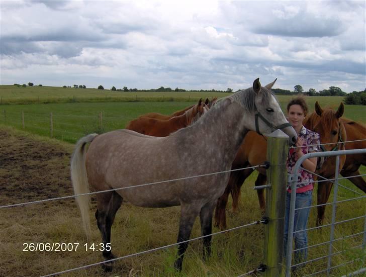 Arabisk fuldblod (OX) Cezanne OX  Solgt - Cezanne og jeg billede 2