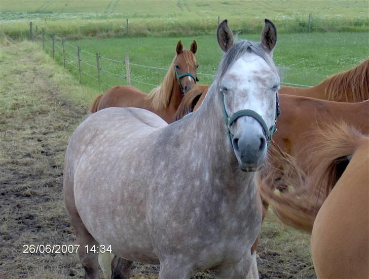 Arabisk fuldblod (OX) Cezanne OX  Solgt - Er du træt Cezanne? <3 billede 3