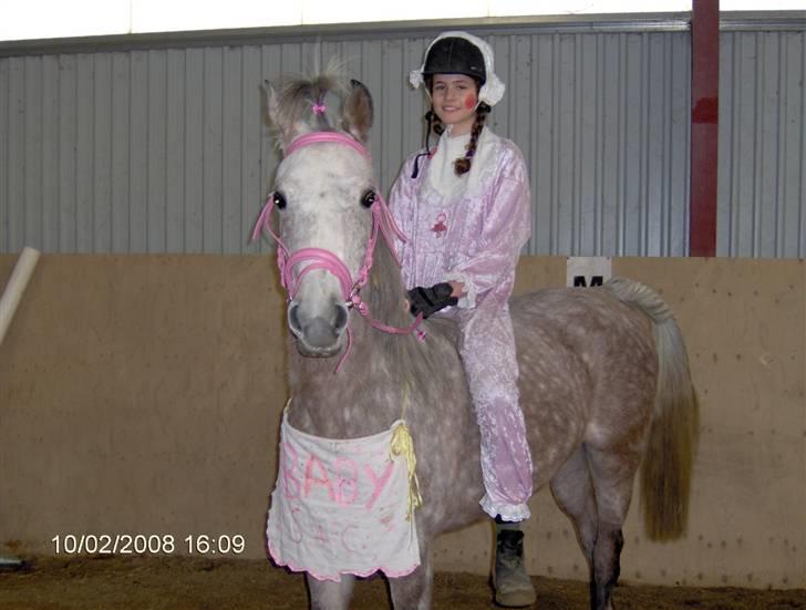 Arabisk fuldblod (OX) Cezanne OX  Solgt - BABYER ;D vi er så seje ! billede 4