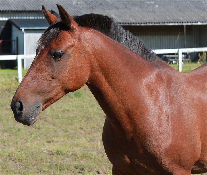 Anden særlig race Bianca - Fotograf; Lisa-Maria Lund Eriksen billede 8