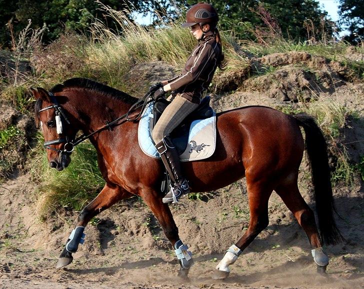 Anden særlig race Bianca - dressur. - foto: helena elmo billede 10