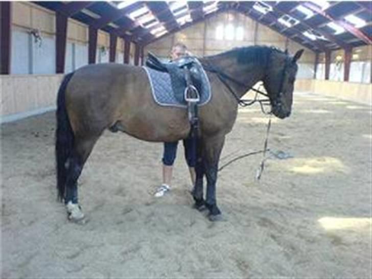 Oldenborg Tarzan Anholm billede 8